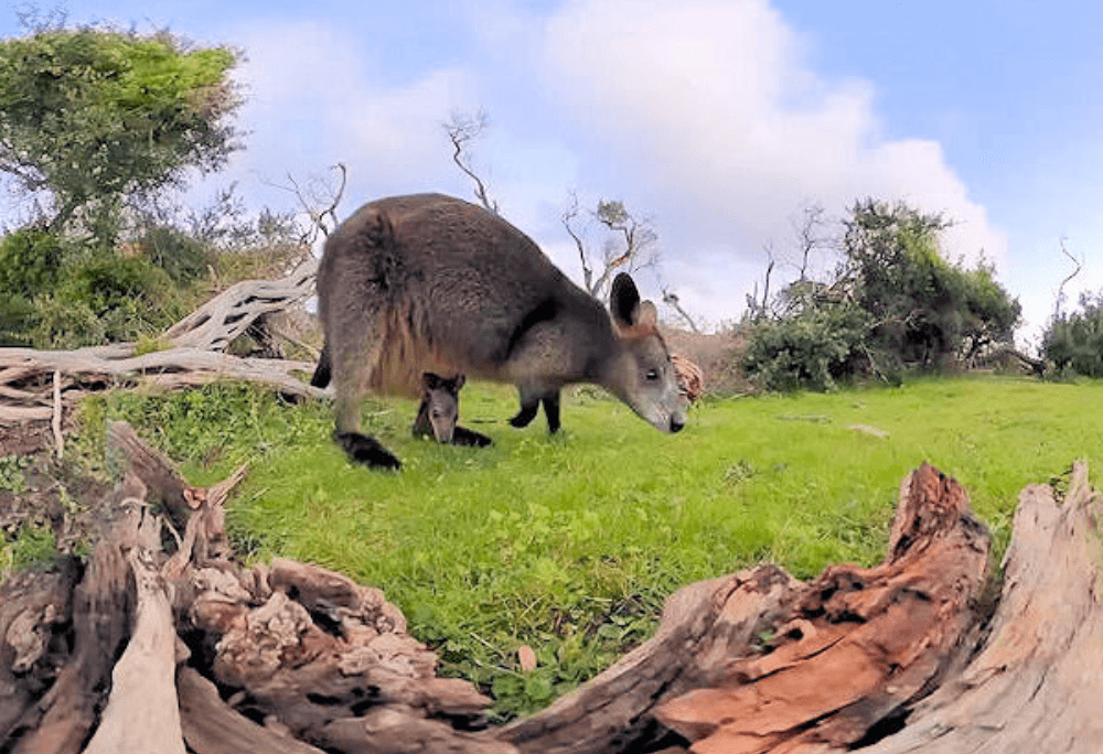 Wallaby immersive learning experience thumbnail