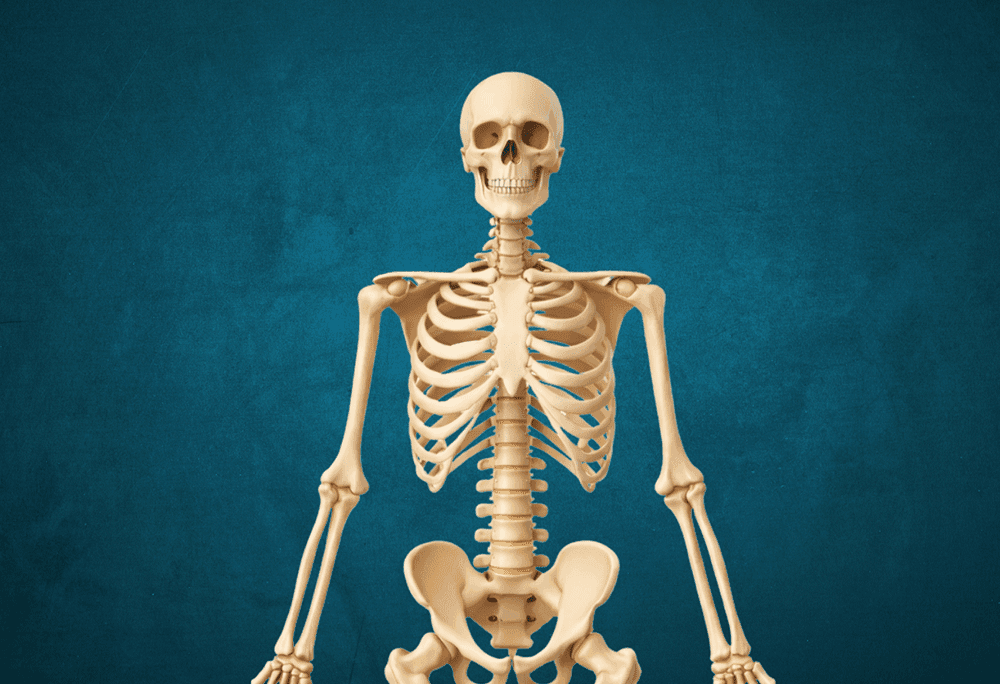 Male skeleton immersive learning experience thumbnail