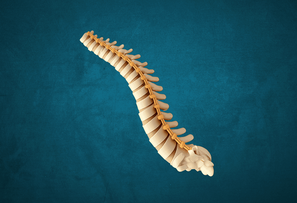 Human spinal column immersive learning experience thumbnail