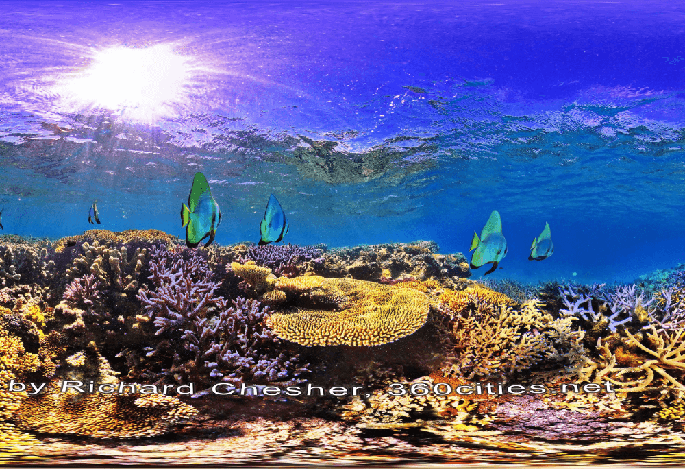 Mato Batfish immersive learning experience thumbnail