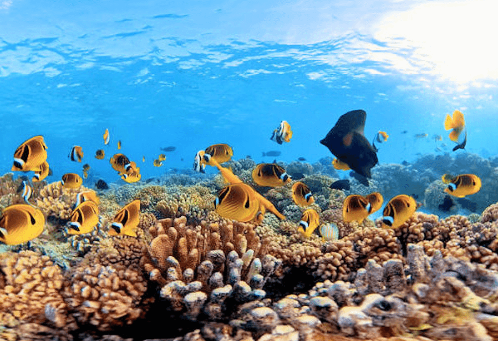 Butterflyfish & corals immersive learning experience thumbnail