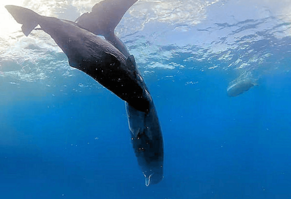 Sperm whale immersive learning experience thumbnail