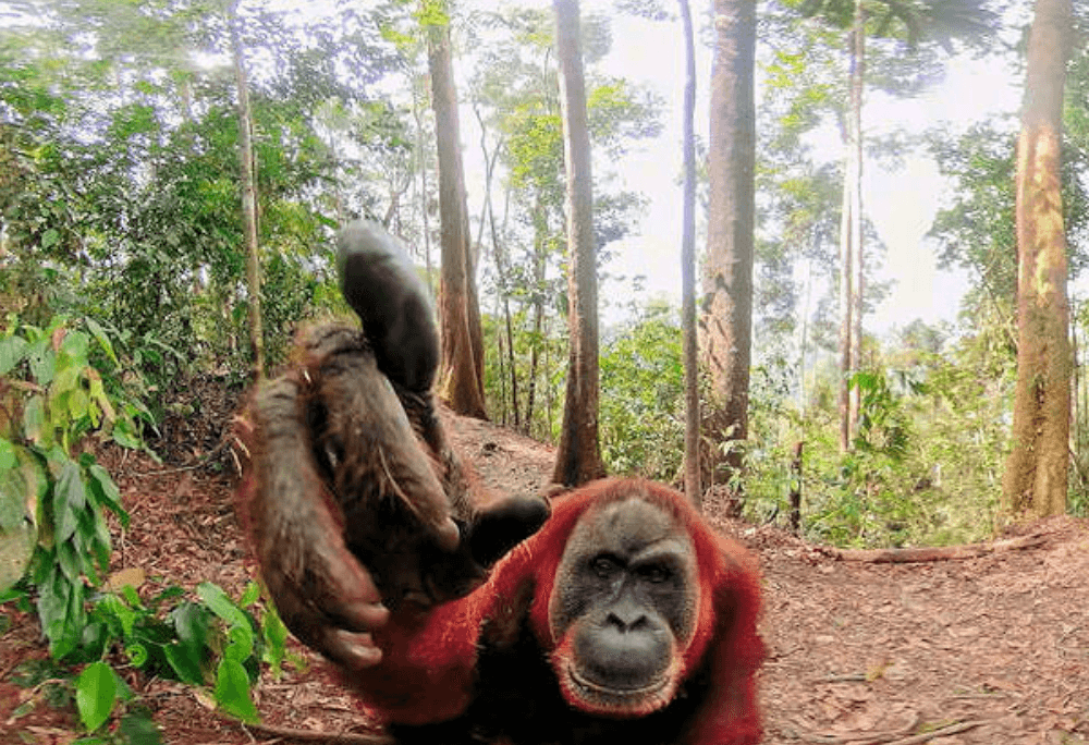 Orangutan immersive learning experience thumbnail